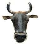 Decoração De Parede Cabeça De Boi Nelore Empalhada