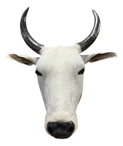 Decoração De Parede Cabeça De Boi Nelore Empalhada Country