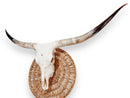 Crânio Real de Touro - Chifre LongHorn
